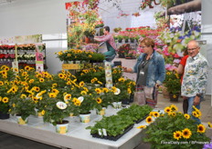 Their Sun Believeble that gives over 500 flowers per year. In North America they say it gives over a thousand.